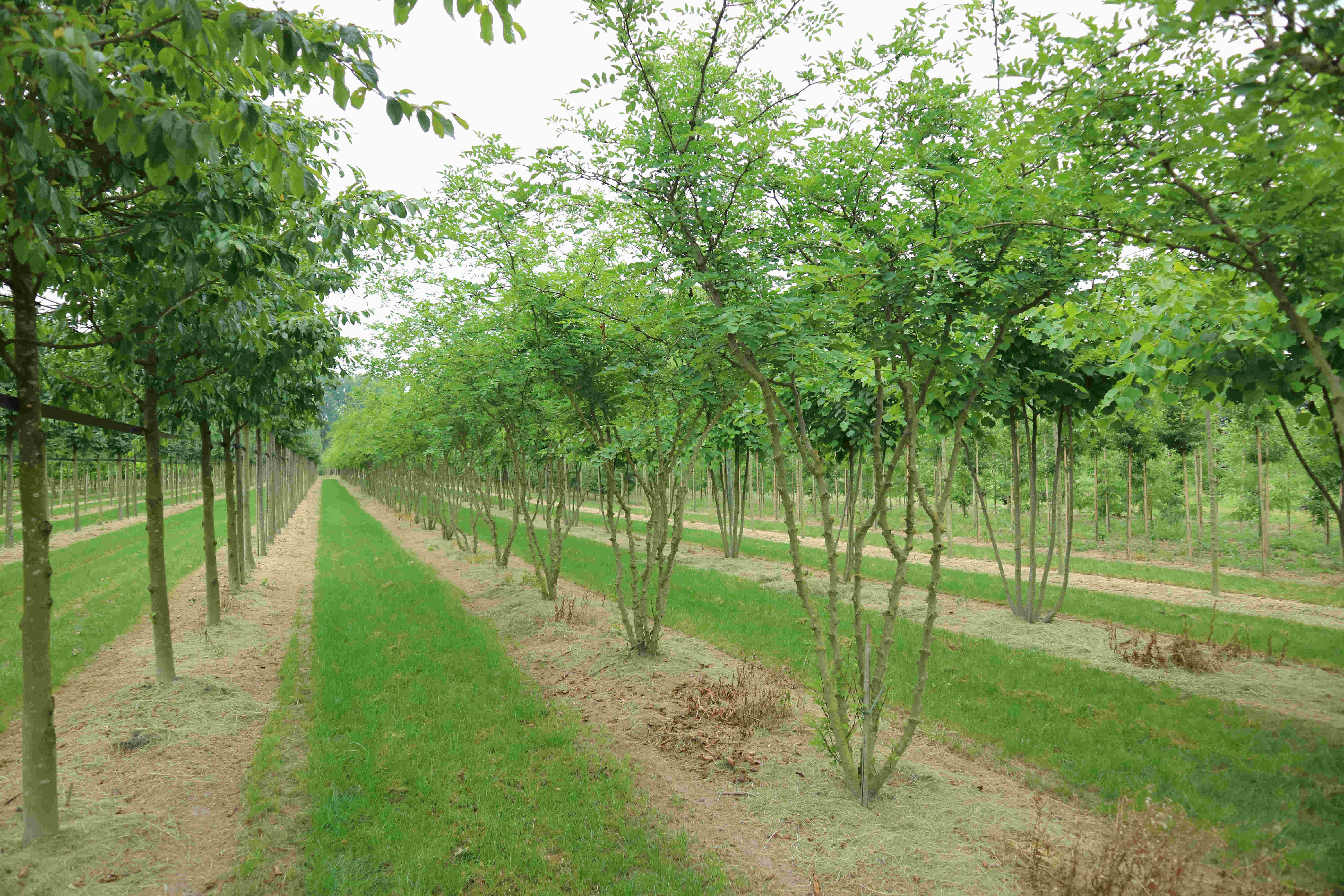 Zanthoxylum americanum